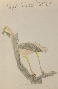 /userimg/JyYwJ/Great Blue Heron by Lucy Lester.JPG
